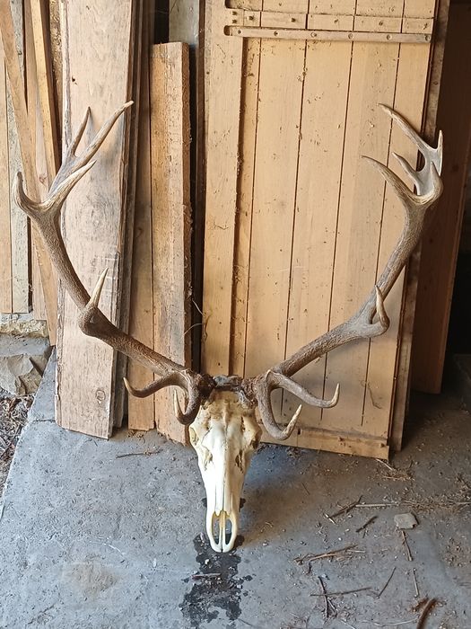 Продавам Трофей от благороден елен