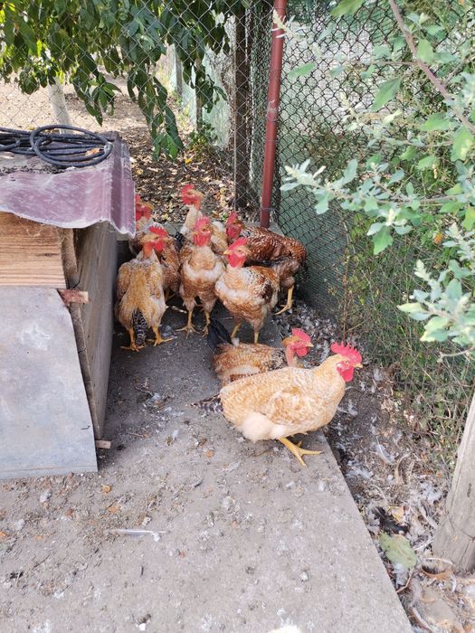 Cocoși crescuți la curte