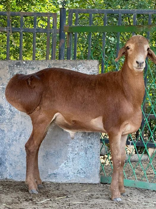 Қошқар Қисары 250.000