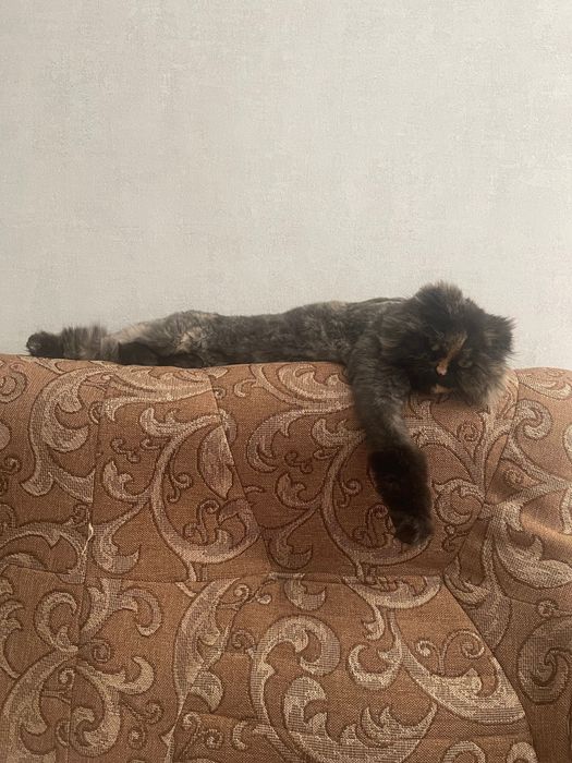 Отдам в добрые руки шотландскую вислоухую кошечку (трихколор)