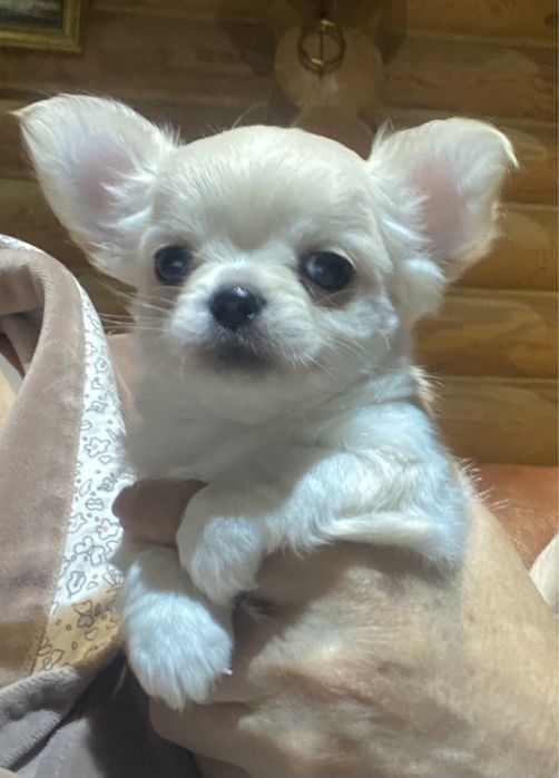 Щенок чихуахуа , девочка