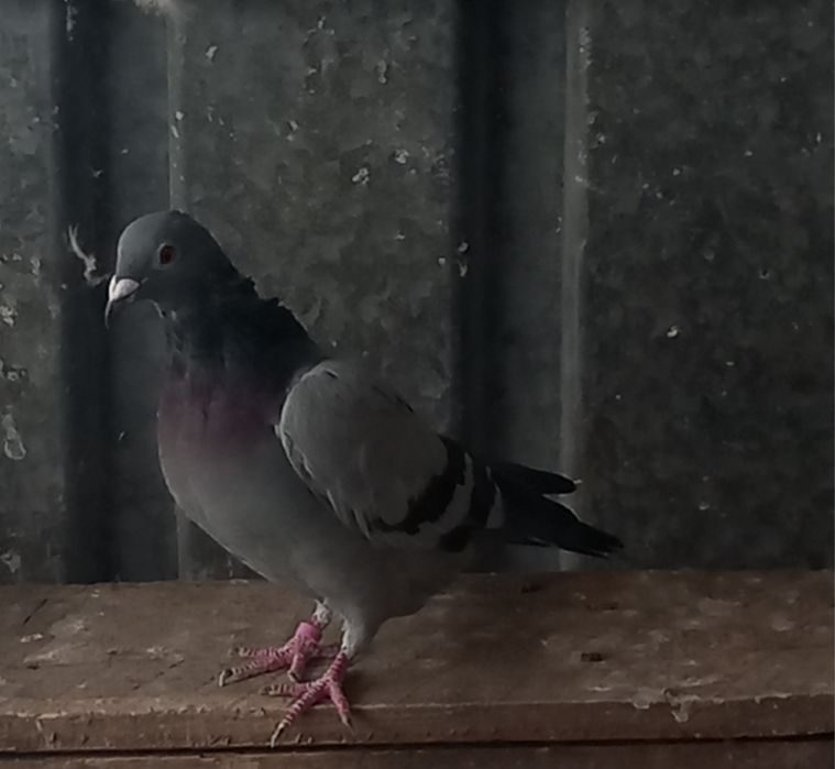 Vând femele deosebite