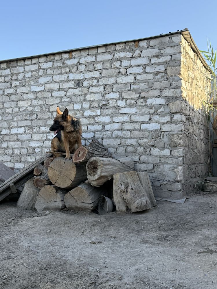 Чистокровная Овчарка