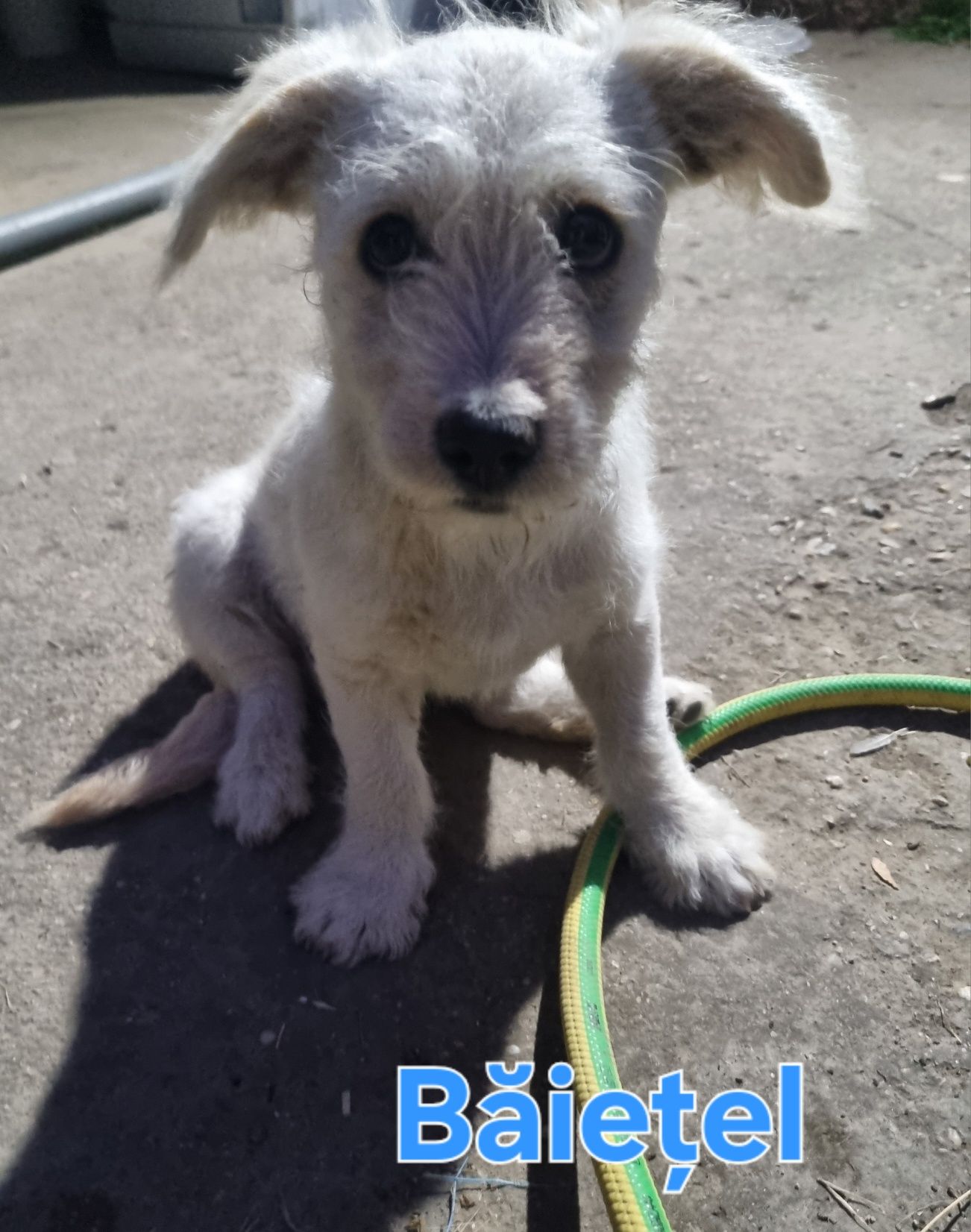 Caut familii iubitoare pentru 2 pui de cățel adorabili!