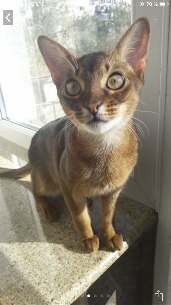 Чистокровный абиссинский кот. Вязка