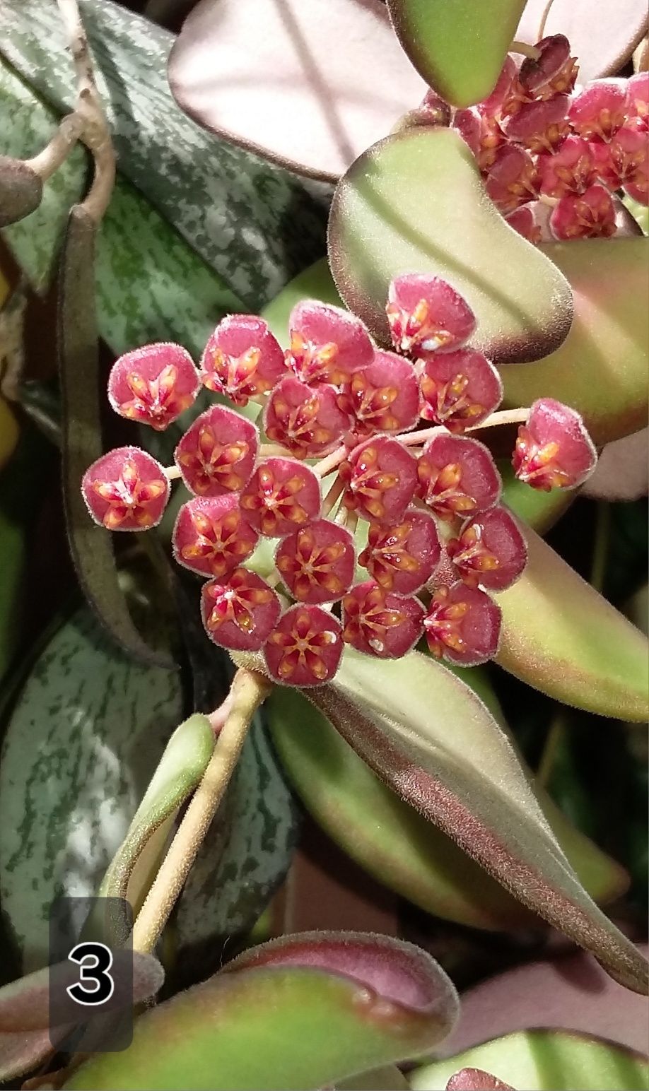 Хоя /Hoya/ -caudata ,minibelle,bilobata
