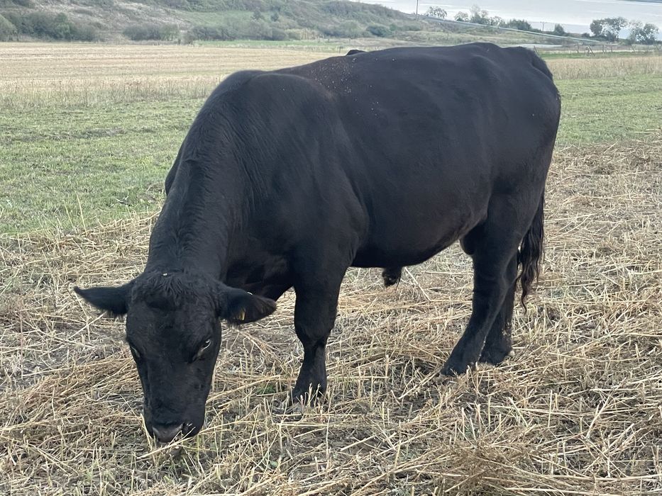 Vand taur pentru monta autorizat varsta 3 ani foarte cuminte