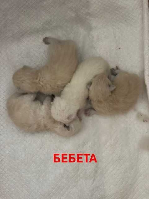 Шотландски бебета котки със сини очи