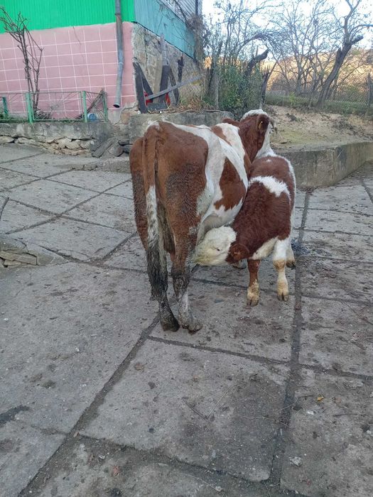 Vaca cu vitel de vanzare