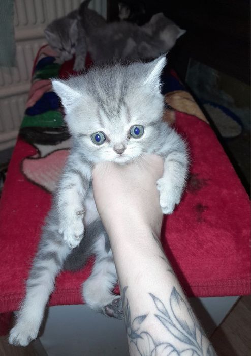 Продам прекрасных котят