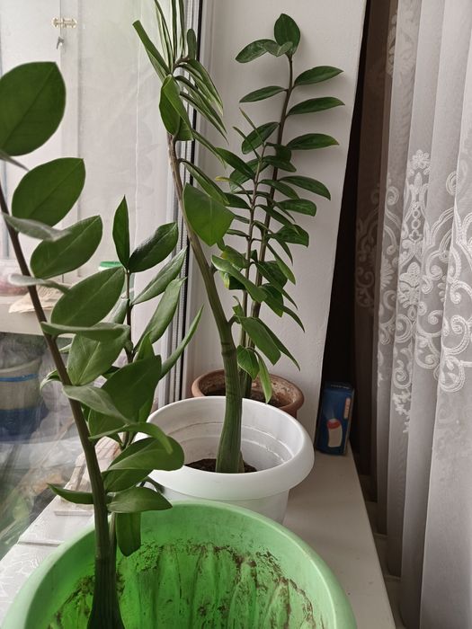 Долларовое дерево (замиулькас)