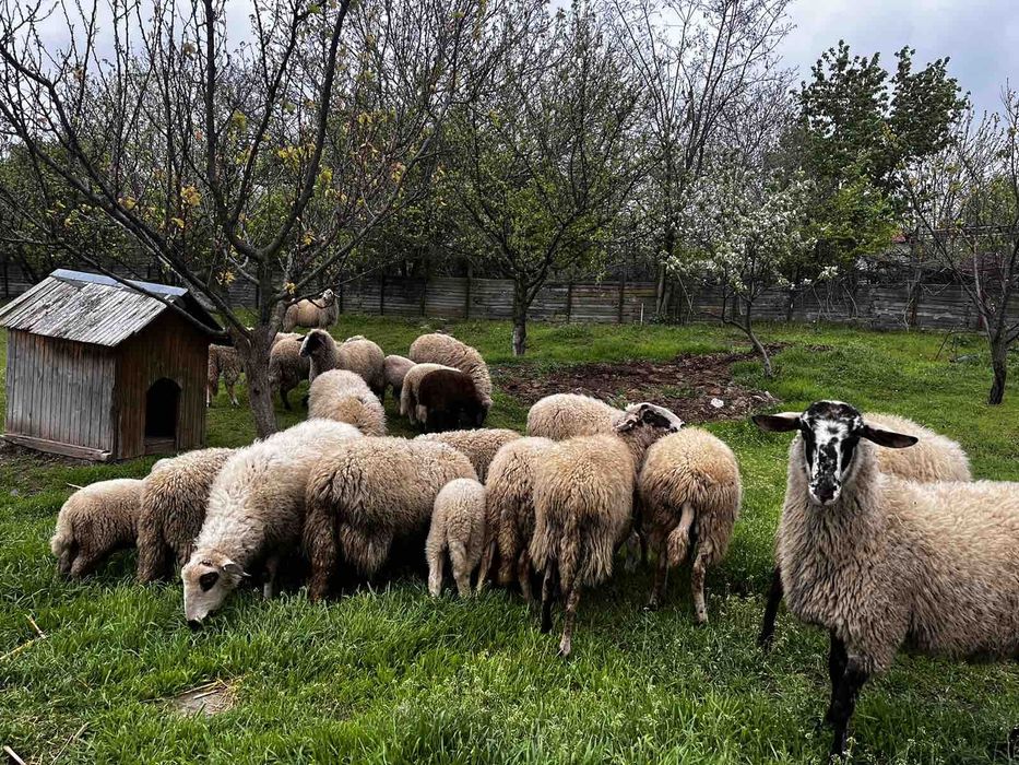 Овце и агнета за продан