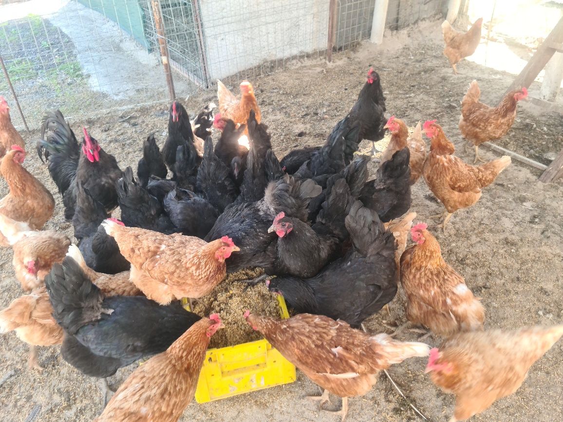 Gaini de casă și găini Australorp