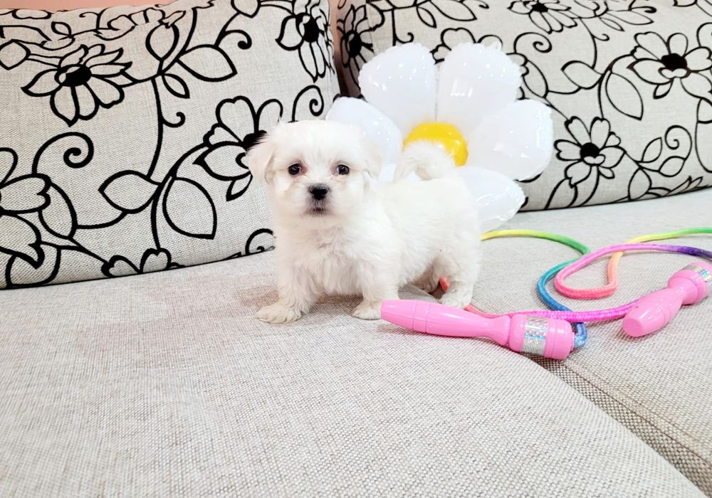 Bichon maltez toy