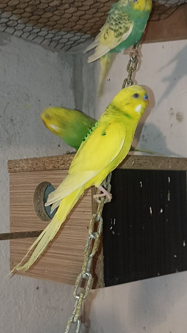 Papagali Perusi multicolor