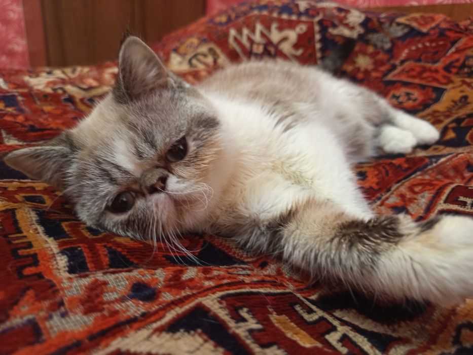 Продаются котята экзотической короткошёрстной породы подростки