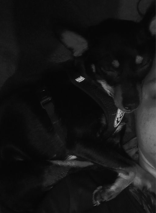 Девочка жужа собака