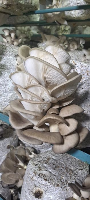 Салодковый Корен , Для Семена Грибов Вешенки