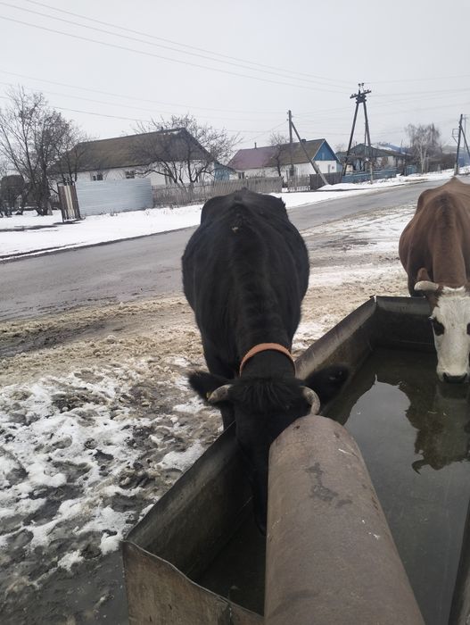 Тёлка, 1 год 9 мес.