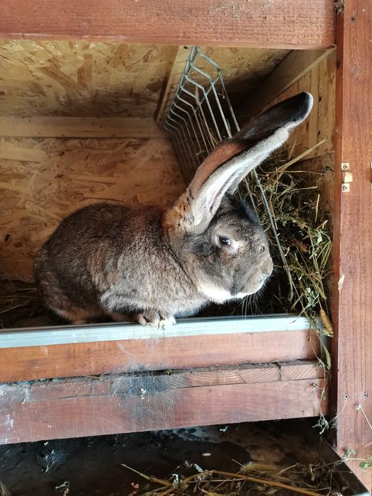 Mascul urias german gri