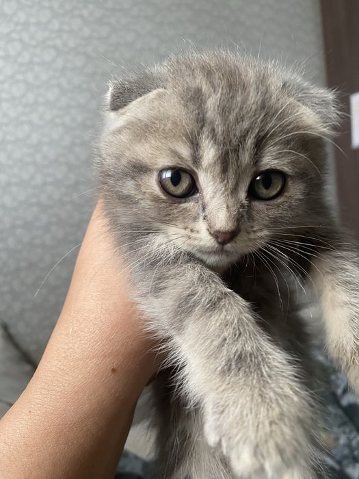 Котята британцы продам