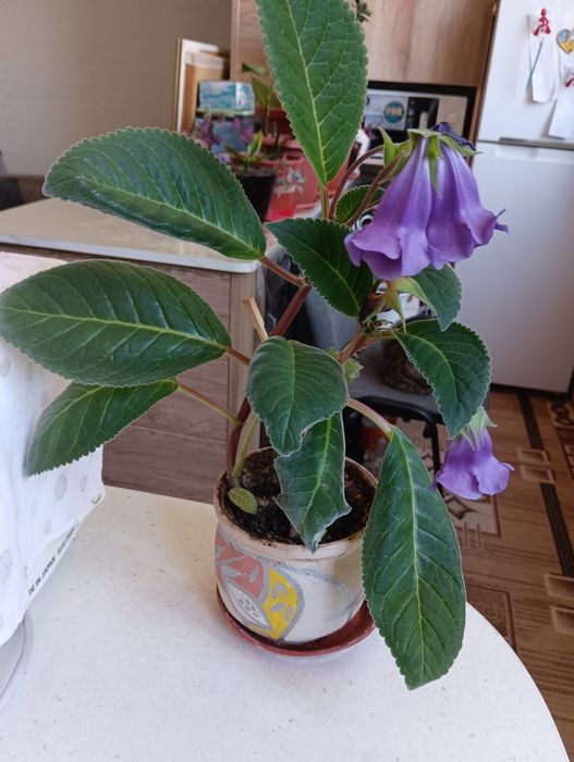 Продам цветок глоксиния