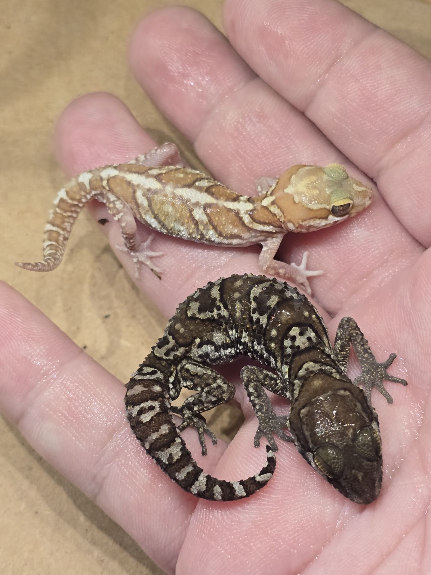 Pareodura picta / madagascar ground gecko
