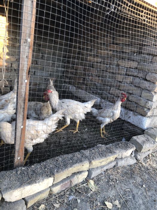 Oq xo‘roz 6 oylik kelishamiz optom