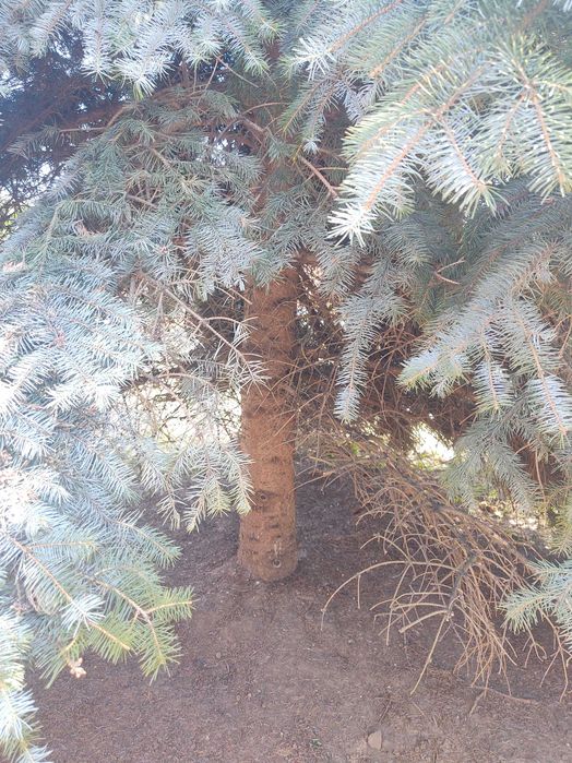 Brad argintiu natural unicat