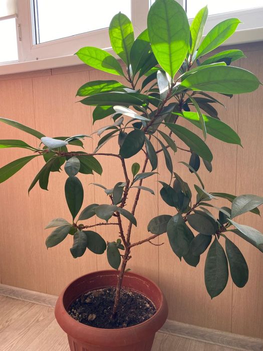 Продам фикус. Самовывоз