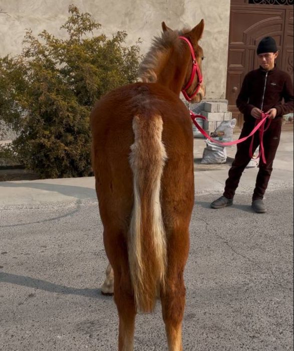 Той сотилади кора байр