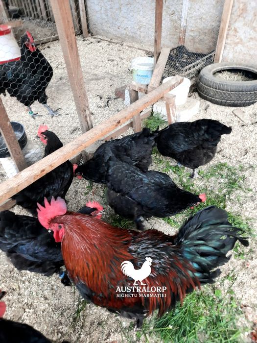 Ouă pt incubat Marans Negru Arămiu