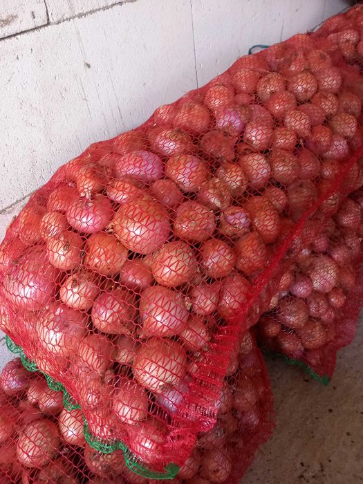 Vand ceapa roz din samanta 5 lei/kg, la cantitate de 500 kg 4 lei/kg.