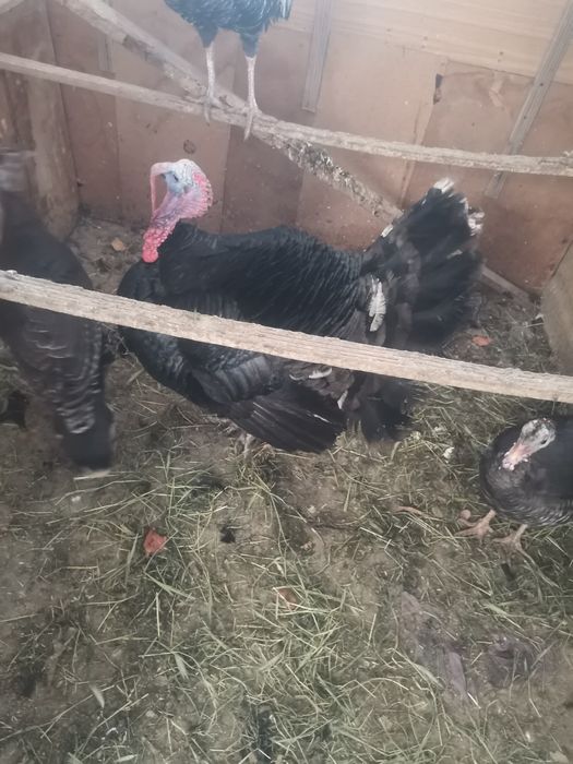 Продам индюк  Срочно