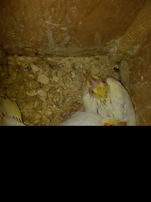 Vand papagali Nimfa.