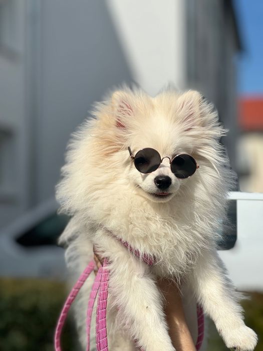 Продава се куче померан.