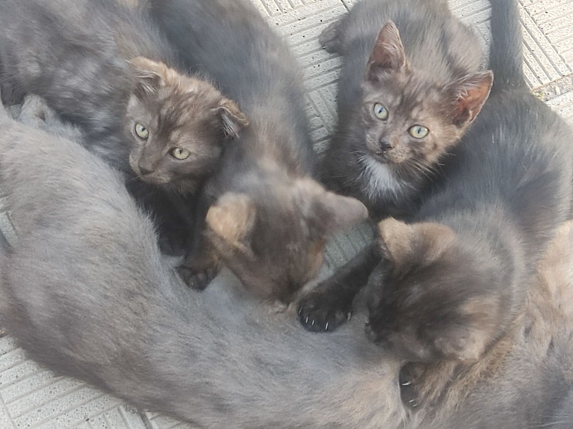 Котята 2-3 месяца