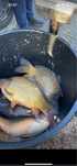 Crap de populat balta