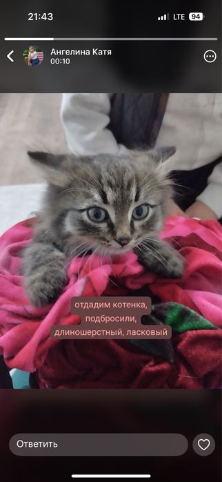 Котенок мальчик в добрые руки