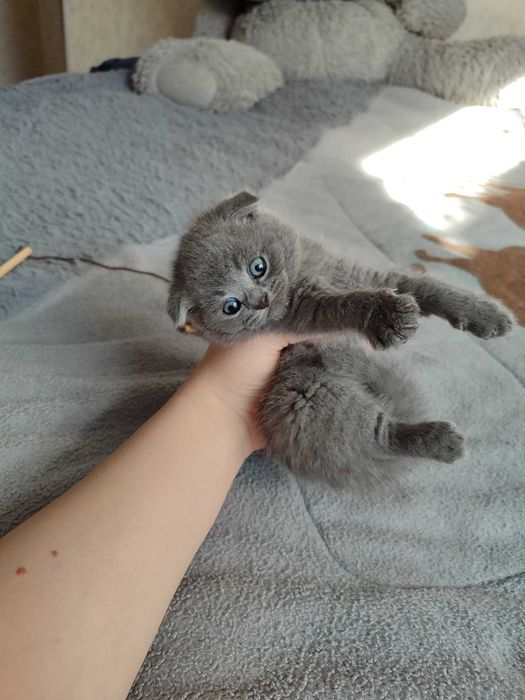 Продается котенок скоттиш фолд