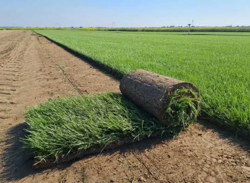 Verde intens rapid – gazon rulou și sistem de udare