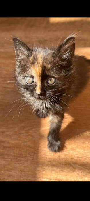 Отдам в добрые руки котенка