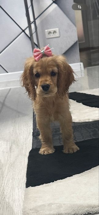 Cocker Spaniel – 2 luni, 2 vaccinuri, 2 deparazitări