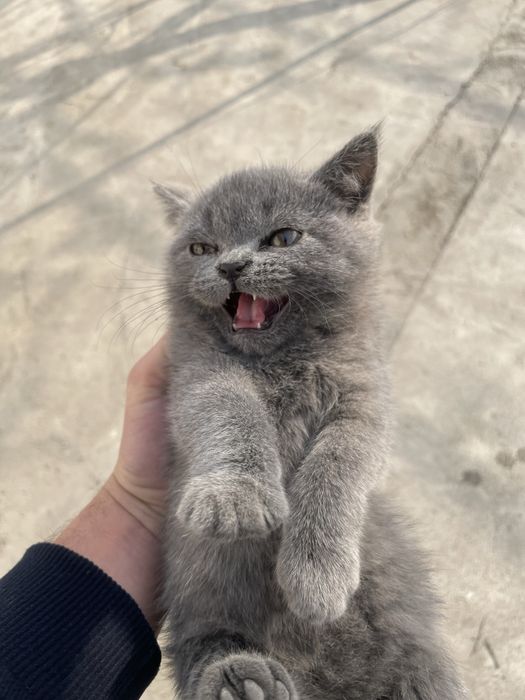 Skotish strayt o’g’il 2 oyli sotiladi