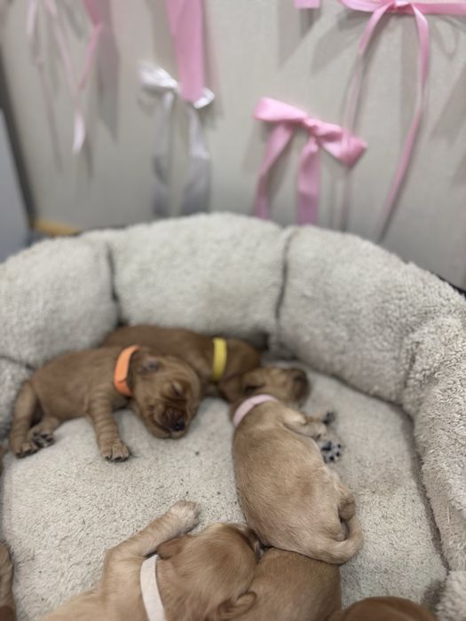 Английски кокер шпаньол