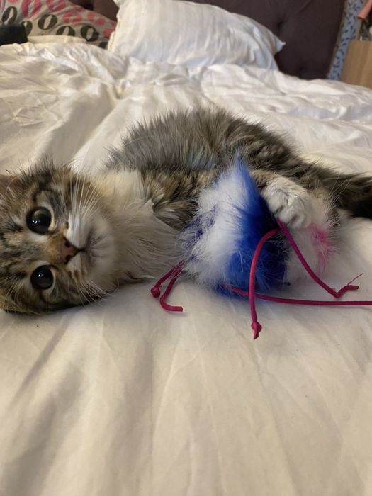 Малка Точица търси дом