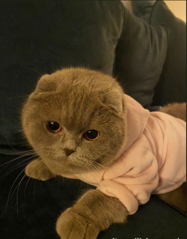 Pisica scottish fold