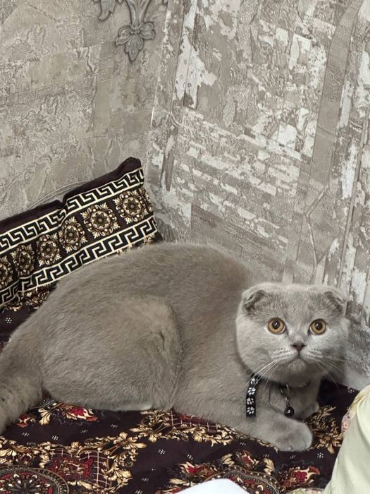 Продойотся лиловие фолд малчык и девочка дорога