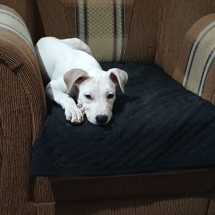 Pui Amstaff American