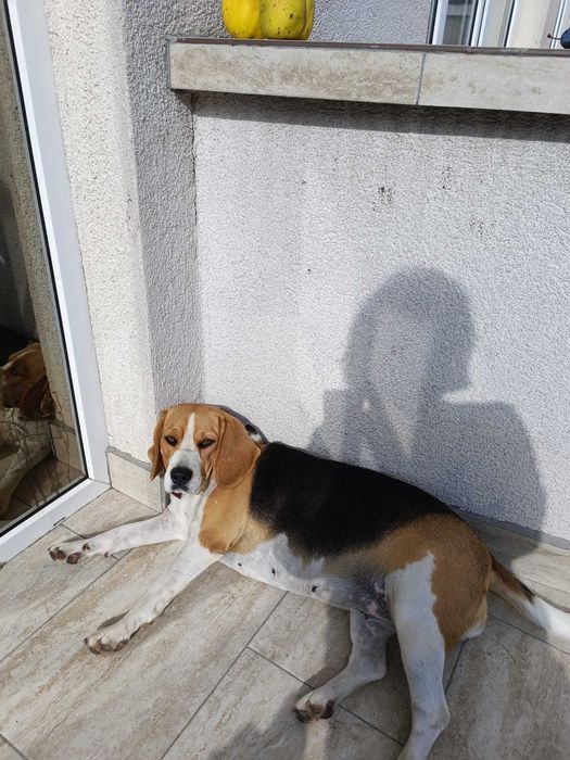 Donez  femela  Beagle varsta 3 ani si 2 luni